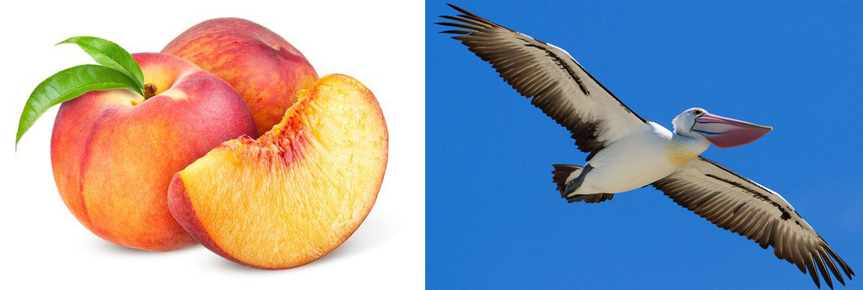 Peach Pelican branding